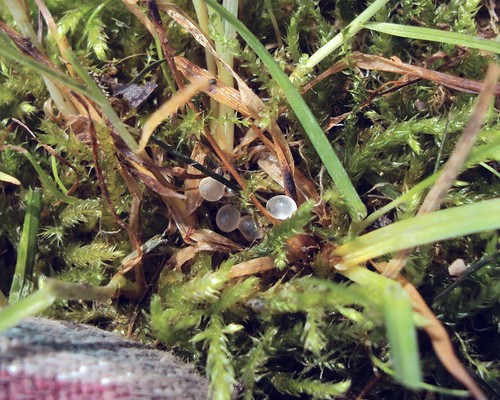 Snail Eggs in Moss