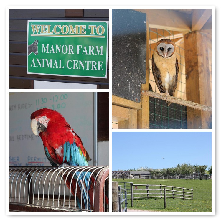 Day out at Manor Farm...