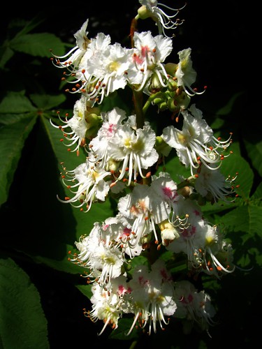 Kastanjebloesem - Close up - Chestnut Blossom