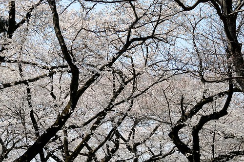 桜2012 小金井公園