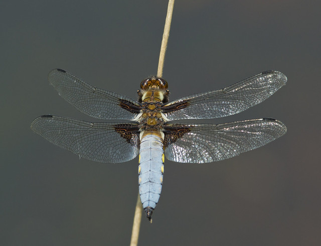 broad bodied chaser 2
