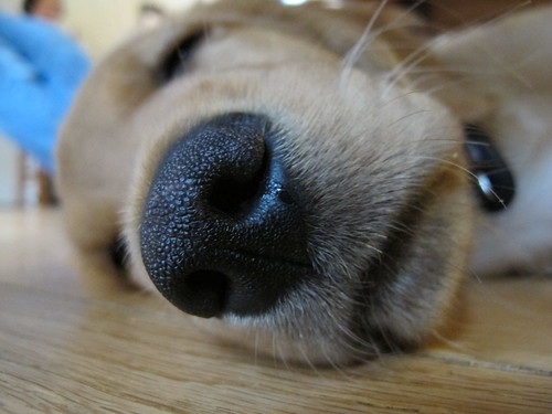 Puppy nose.