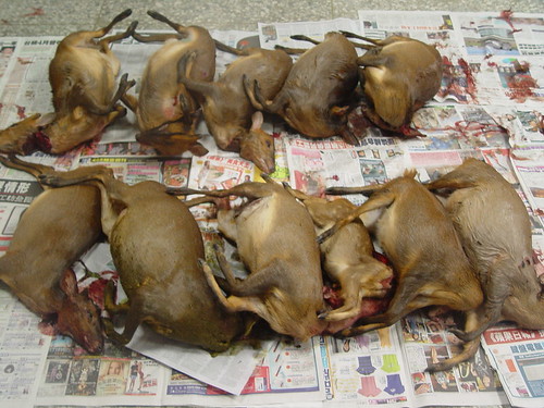 這麼多山羌打算給誰用？圖為2010年5月15日台東林管處在金峰鄉林班地查獲違法盜獵保育類動物山羌11隻及白鼻心、赤面鼯鼠等。（圖片來源：台東林管處）