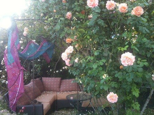 Rose Canopy