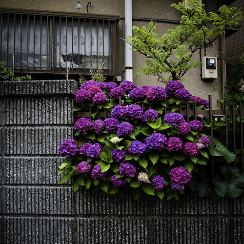 Hydrangea Rainy Season Wall, Higashi Kasai Tokyo