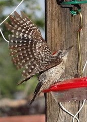 ladderback woodpecker on hummingbird feeder