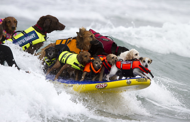 World Record set - 17 dogs surfing at one time!