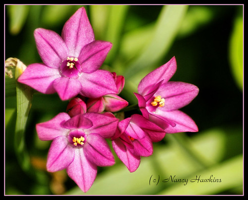 Bloomin Pink by Nancy Hawkins