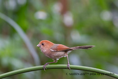 粉紅鸚嘴 Vinous-throated Parrotbill