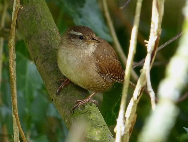 26893 - Wren, River Coly