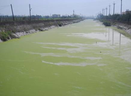 圖二：優養化的二港排水溝。攝影者： Changhua Coast Conservation Action，適用CC-BY授權。