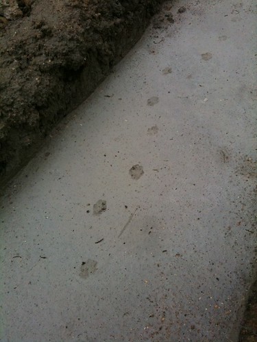 Fox footprints in the setting concrete of the garage foundations