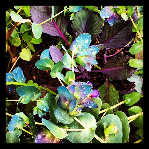 Cerinthe and purple cabbage in the garden: one of my favorite combinations