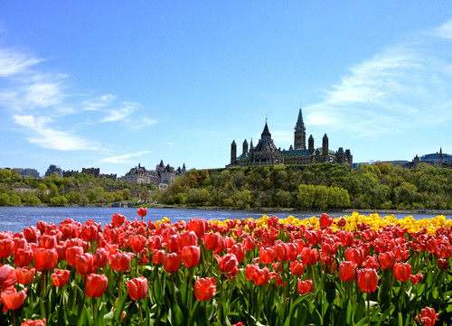 Parliament and tulips - one last time!
