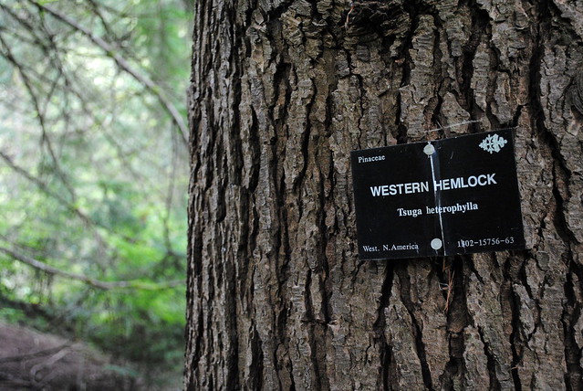 Tree ID nameplates - Hoyt Arboretum - Portland, Oregon