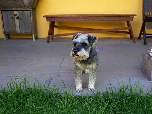 Dog at Rural Hotel Las Calas, Gran Canaria