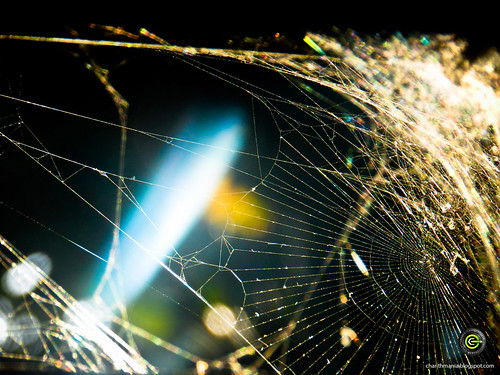 Shining Spider Web by CharithMania
