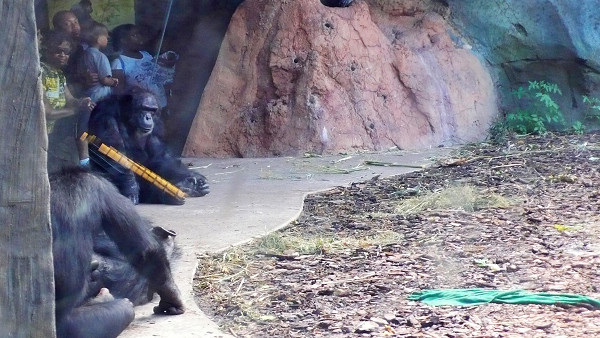 黑猩猩(Chimpanzee)