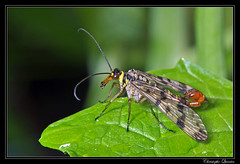 Mecoptera/Panorpidae