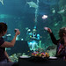 Sydney Aquarium Mad Hatters Tea Party