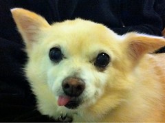 Chi with his tongue poking out to the side