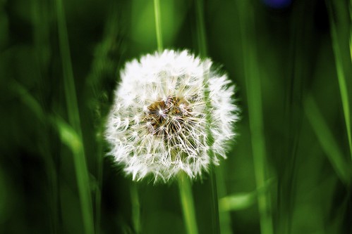 無料写真素材|花・植物|タンポポ|種子