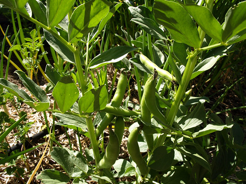 Fava Beans in the Field