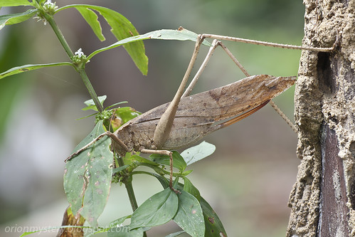 brown katydid, Mecopoda elongata IMG_4759 copy