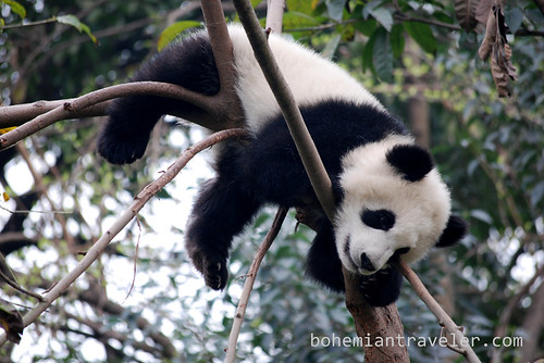 Pandas in Chengdu China 6