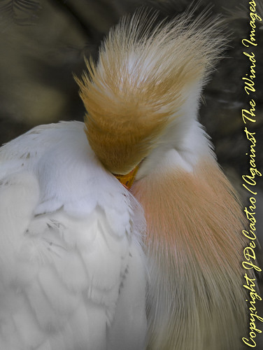 Cattle egret sleeping-4293 by Against The Wind Images