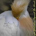 Cattle egret sleeping-4293
