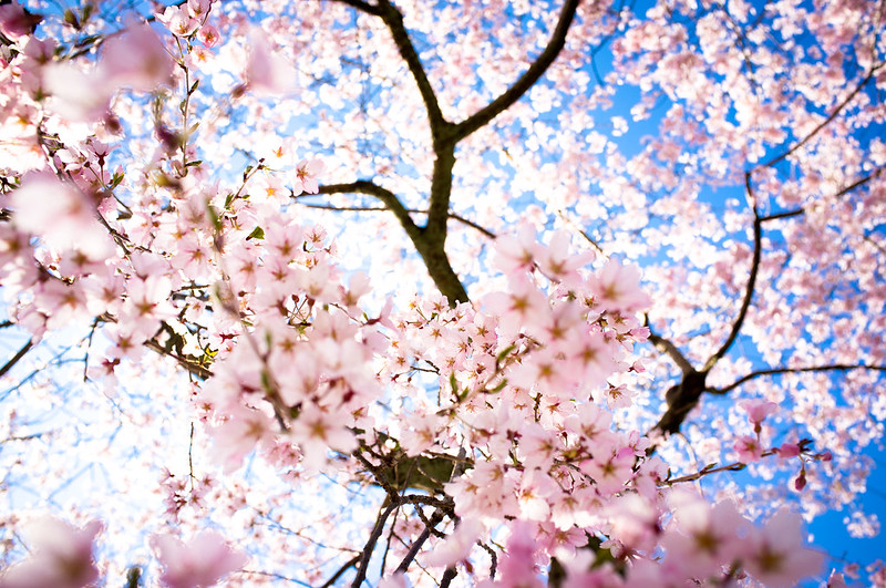 sakura '12 - cherry blossoms #13 (Gion, Kyoto)