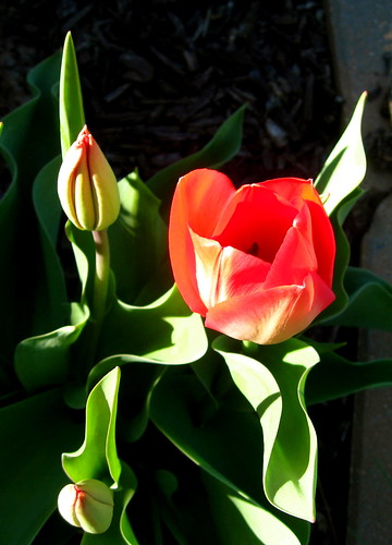 First of the tulips