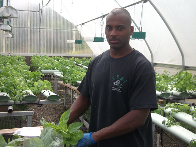 A veteran and participant of the Veterans Sustainable Agriculture Training program handles living basil at an organic hydroponic farm.