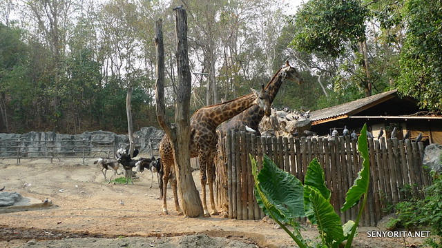 Chiang Mai Zoo in Thailand