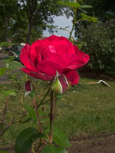 Rose with Bud