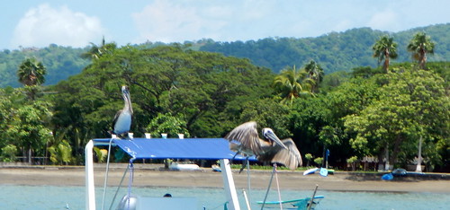 Pelicans on boat at Playas del Coco