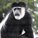 Black and white colobus monkey 2_edited-1
