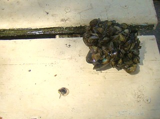Zebra mussels on a clam