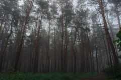 Туманный лес / Fog forest