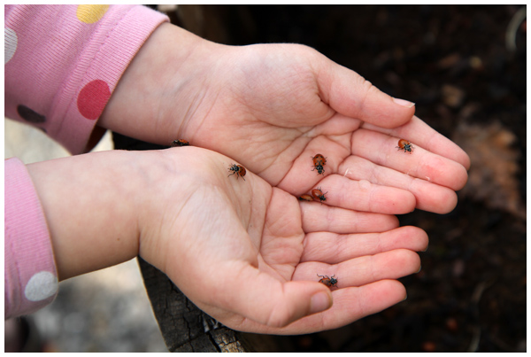 Child holding ladybugs in her hands