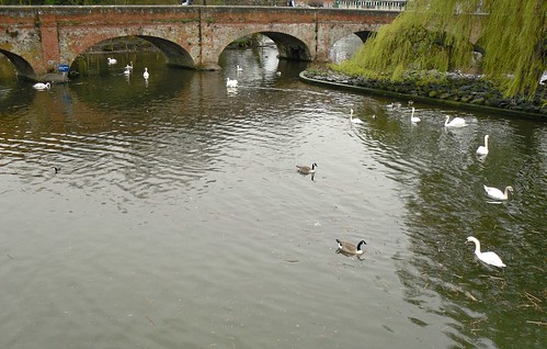 river & swans