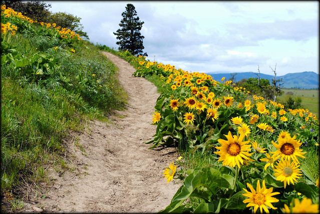 Balsamroot lines the Tom McCall Preserve trail - Eastern Columbia River Gorge