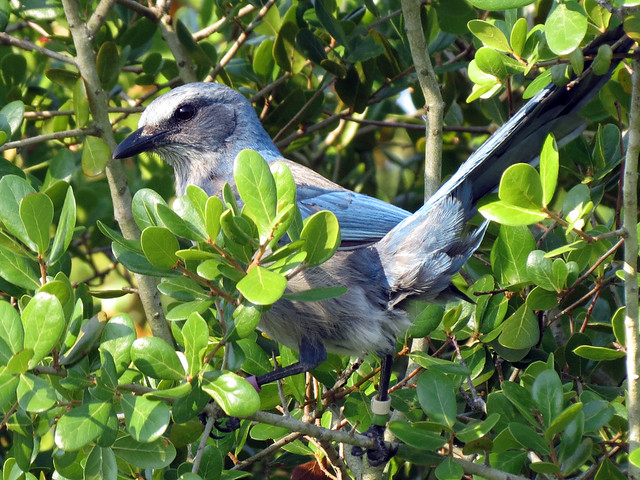 Florida Scrub Jay