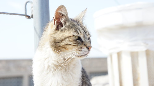 Acropolis Cat