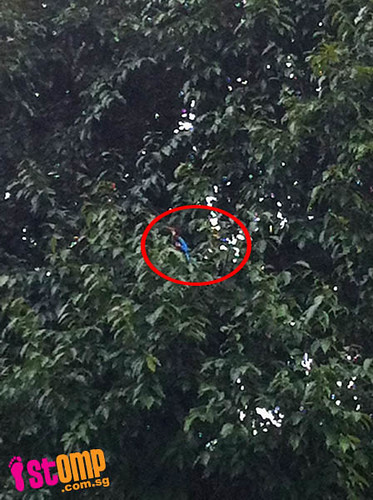 Is this a rare species? Unusual blue-plumed bird spotted on tree in Bukit Gombak
