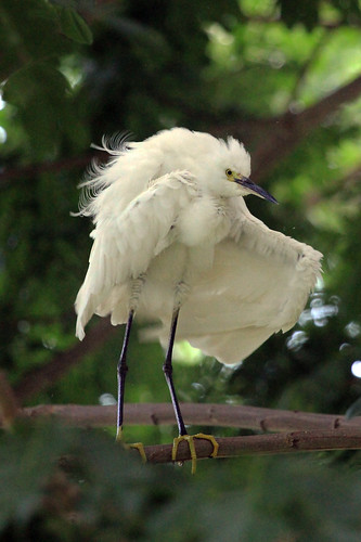 Little Egret (Philippines) 2