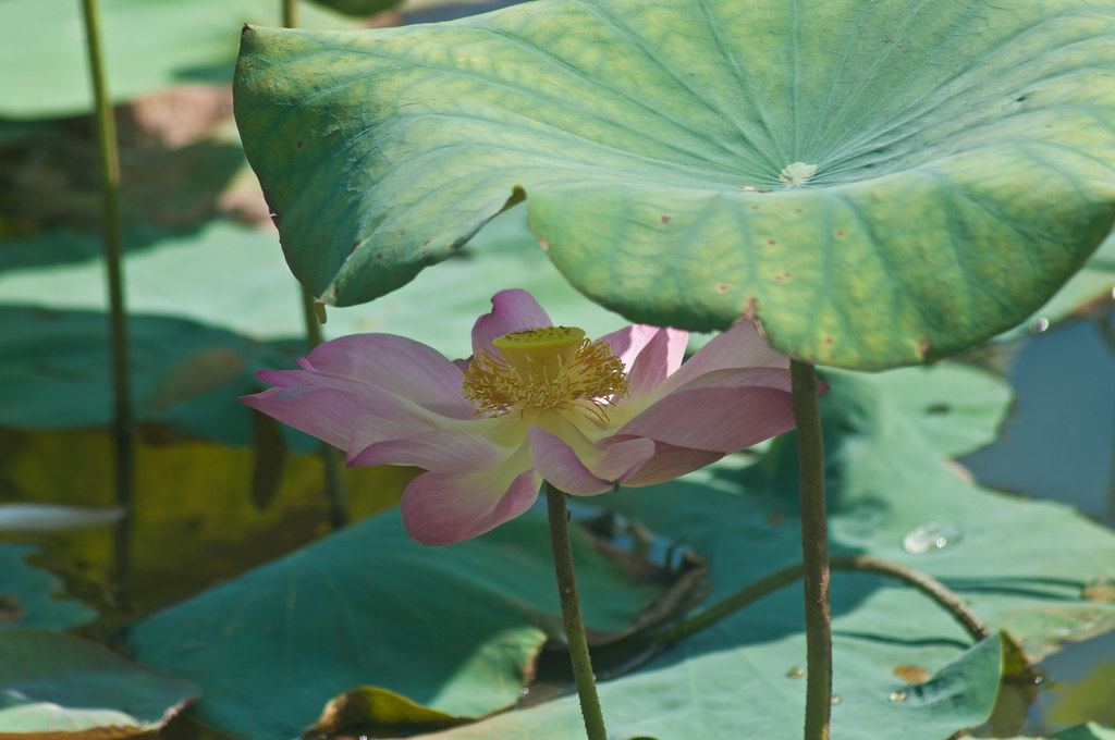Lotus under the Hot Sun 烈日下的莲花 ...