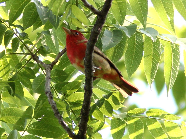 Summer Tanager 2-20120517