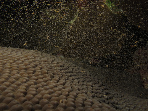 全世界第一次被潛水者拍攝到的雙星珊瑚產卵的鏡頭。 陳孝麟攝，中華民國珊瑚礁學會提供。